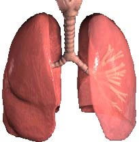 hayfever2